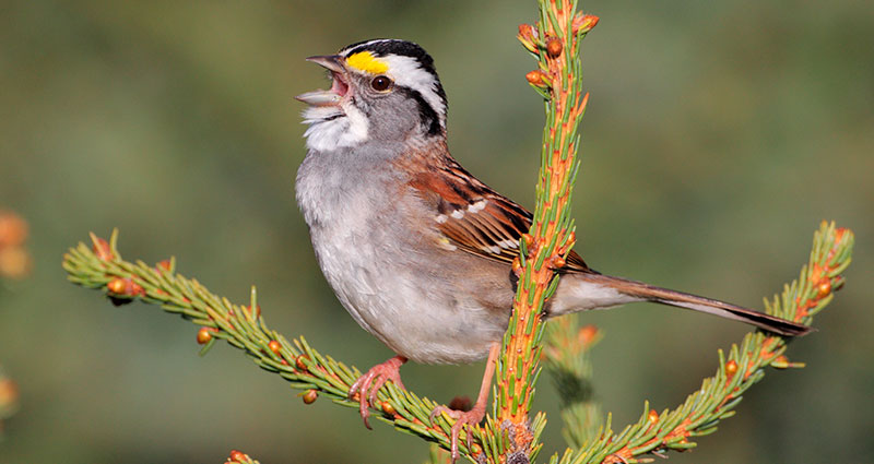 New Study May Help Minnesota Vikings Stadium Reduce Bird Collisions