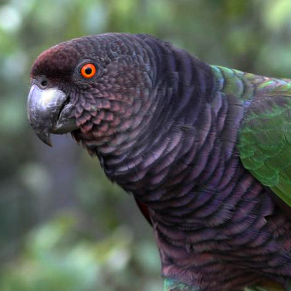 Imperial Amazon, Mikko Pyhala