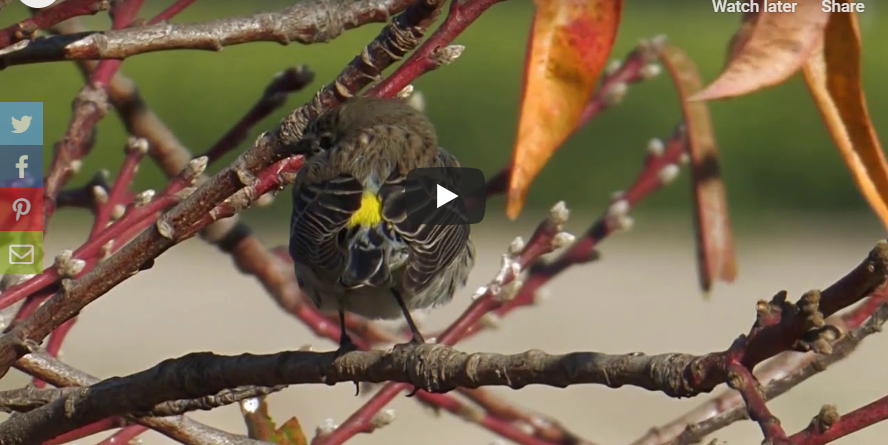 Yellow-rumped Warbler Video Preview