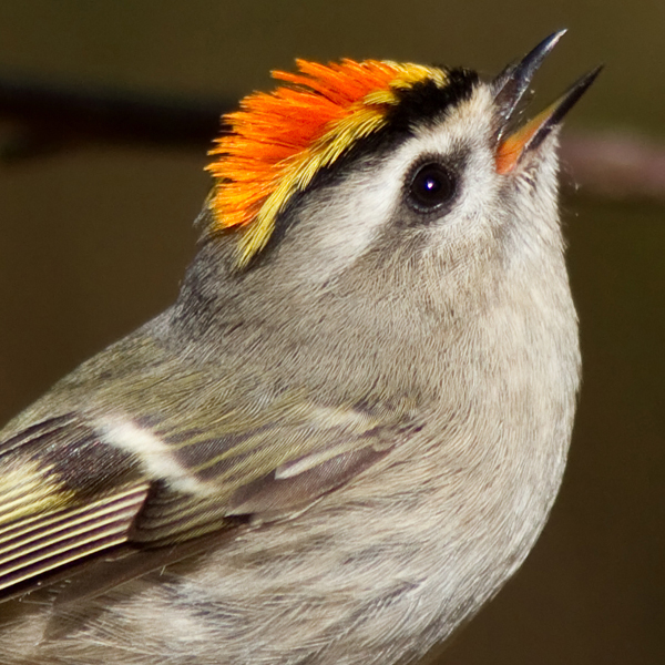 Golden-crowned Kinglet, Mark Johnson.