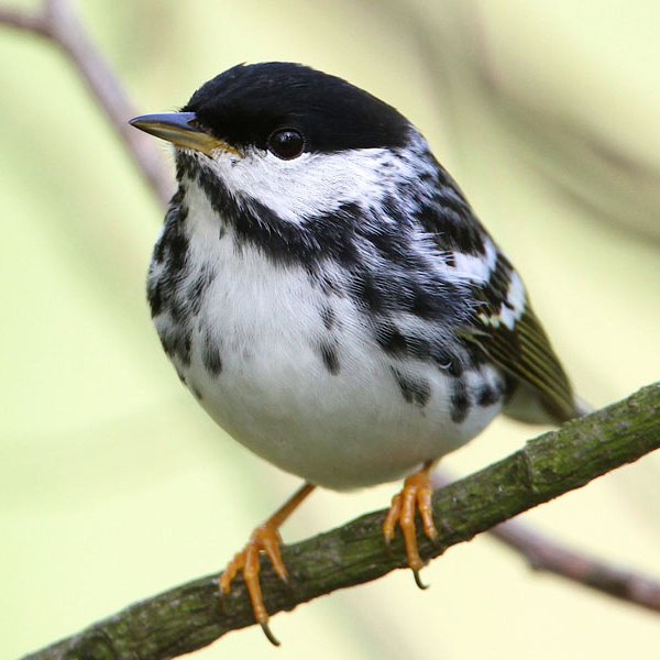 Blackpoll Warbler, John Turner.