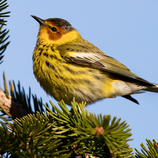 Cape May Warbler, ttp1001_Shutterstock