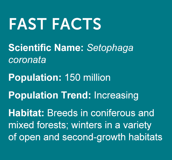 Yellow-rumped Warbler fasts facts
