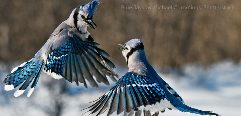Blue Jay, Michael Cummings, Shutterstock