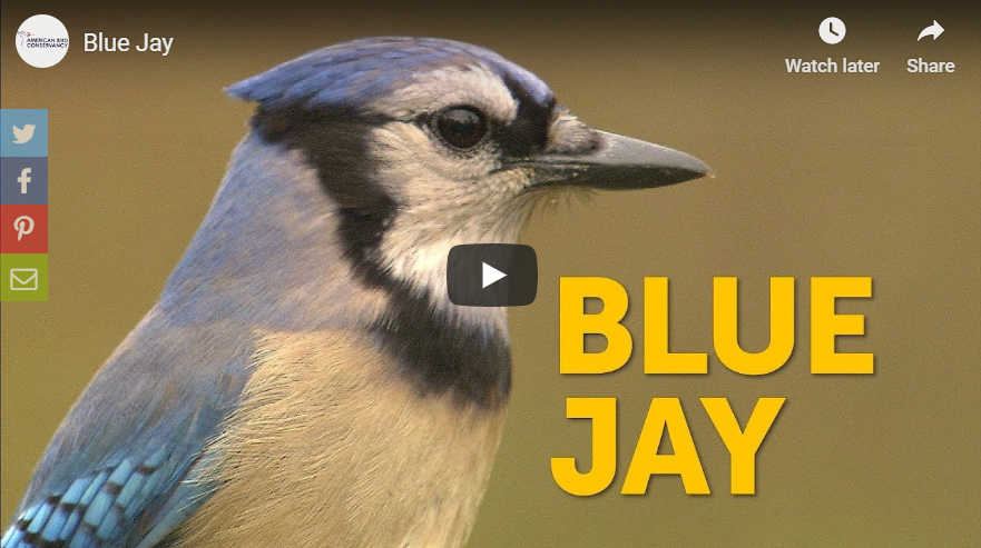 Blue Jay Video Preview