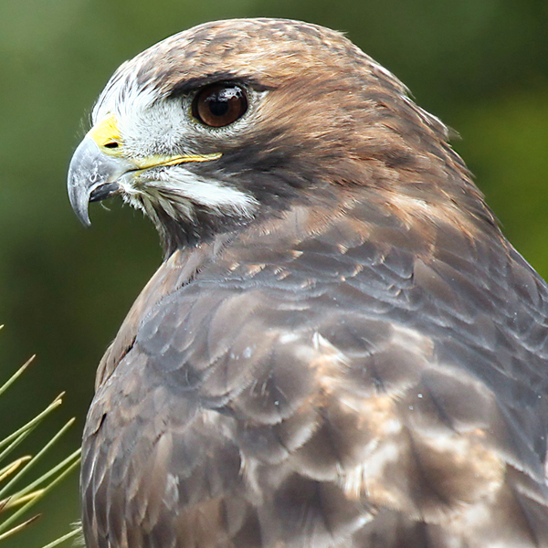Red-tailed Hawk, mlorenz, Shutterstock