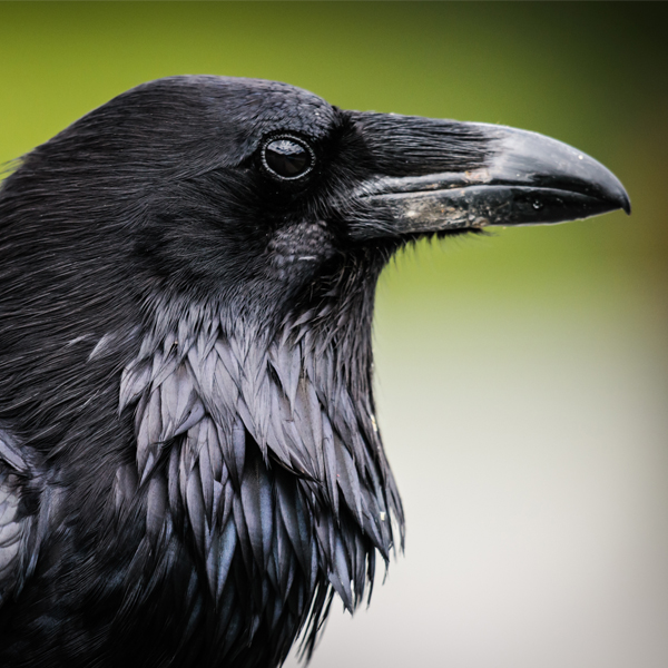 Common Raven, BGSmith, Shutterstock