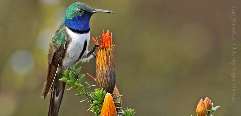 Blue-throated Hillstar, Roger Ahlman