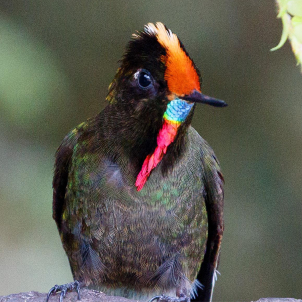 Rainbow-bearded Thornbill, Maggie Forrester