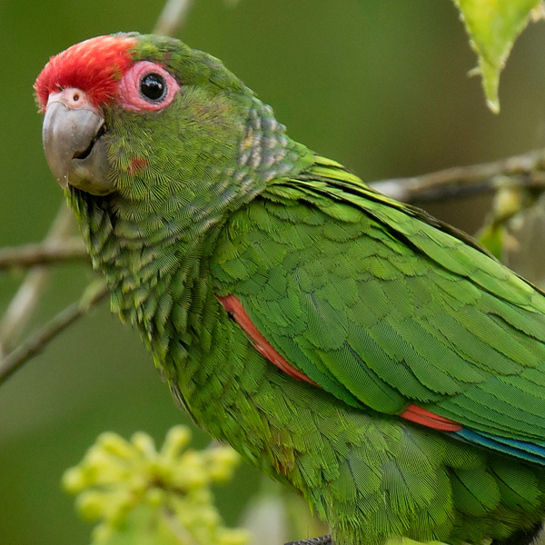 El Oro Parakeet, Agami Photo Agency, Shutterstock