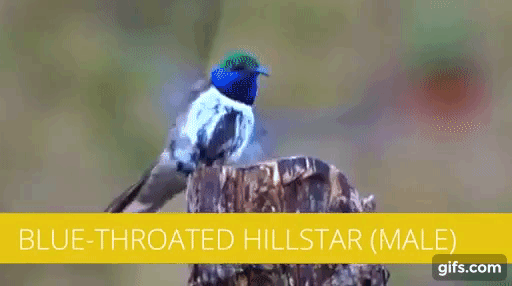 Blue-throated Hillstar Video preview