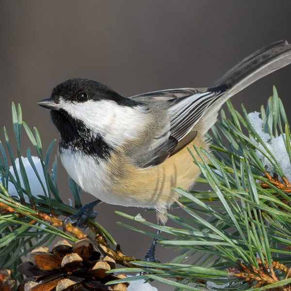 Black-capped Chickadee, FotoRequest, Shutterstock
