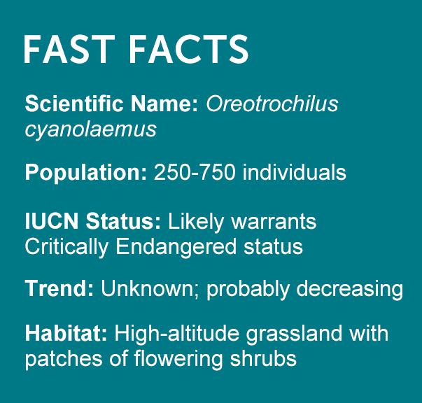 Blue-throated Hillstar Fast Facts