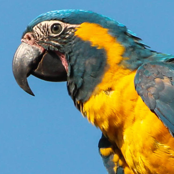Blue-throated Macaw by Harry Lavell/BANR
