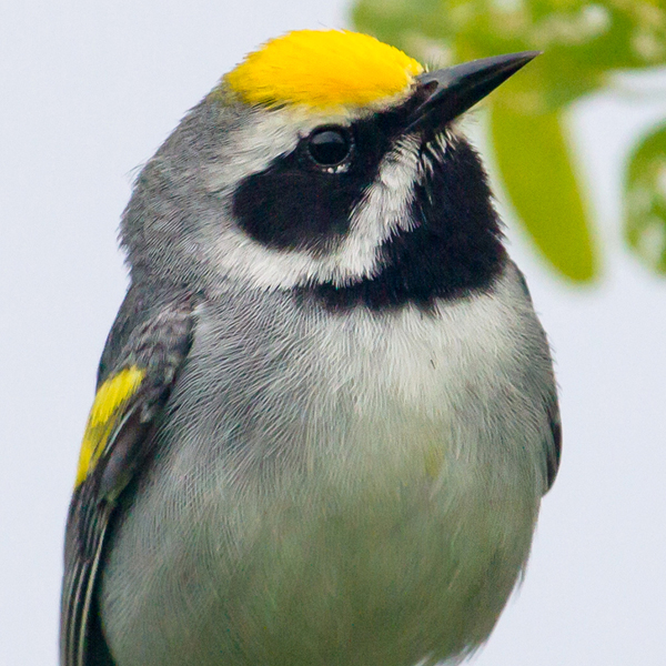 Golden-winged Warbler, Frode Jacobsen, Shutterstock