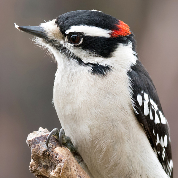 Downy Woodpecker, Sharon Day, Shutterstock