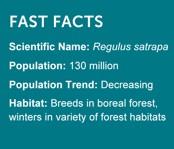 Golden-crowned Kinglet Fast Facts