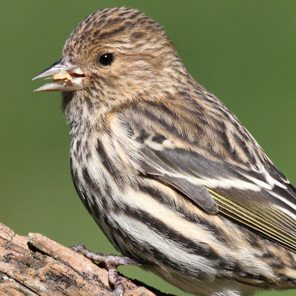 Pine Siskin, Steve Byland, Shutterstock