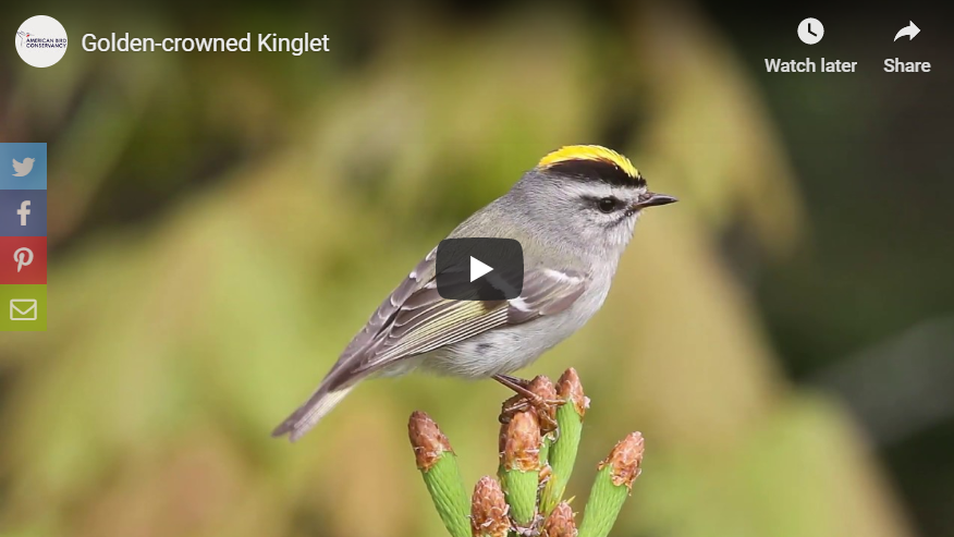 Golden-crowned Kinglet Video Preview.