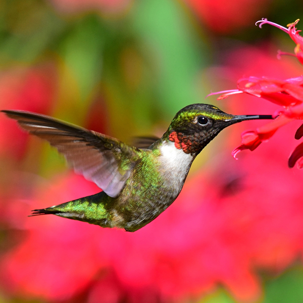 Ruby-throated Hummingbird, Joel Trick, Shutterstock