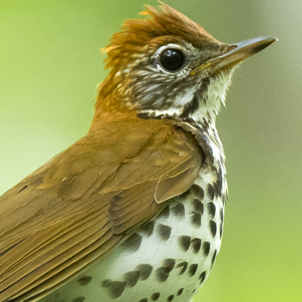 Wood Thrush by Ryan Sanderson