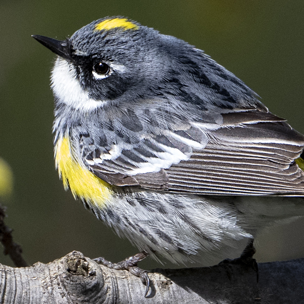 Yellow-rumped Warbler by Owen Deutsch