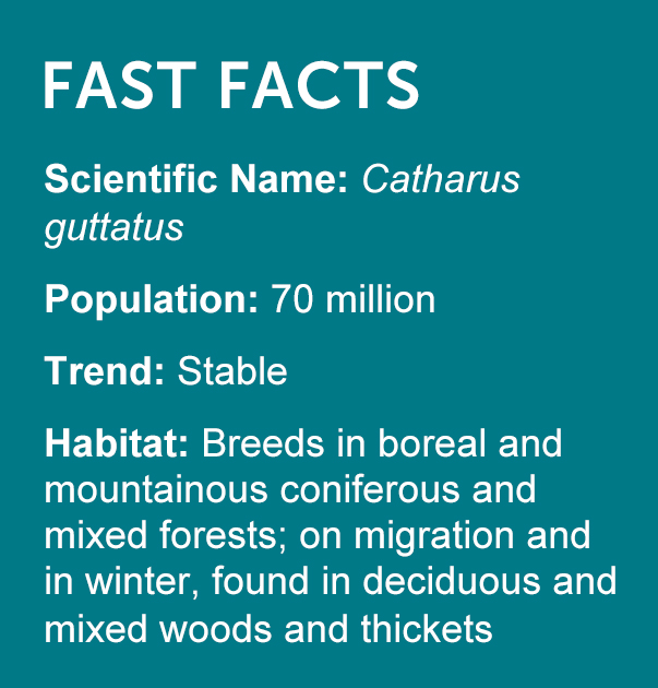 Hermit Thrush Facts