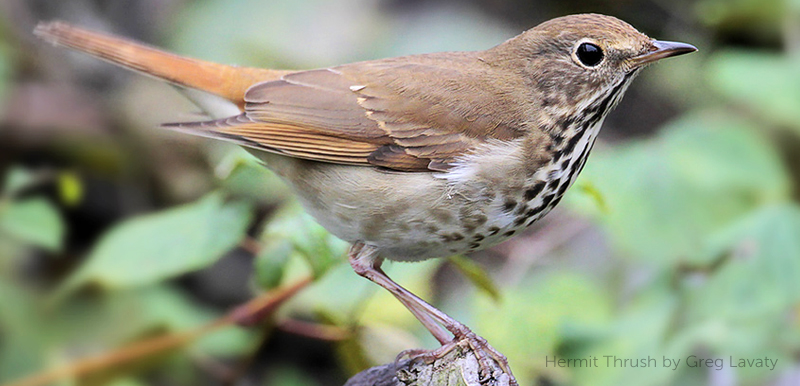 Hermit Thrush by Greg Lavaty