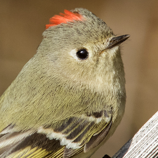 Ruby-crowned Kinglet by Mircea Costina/Shutterstock