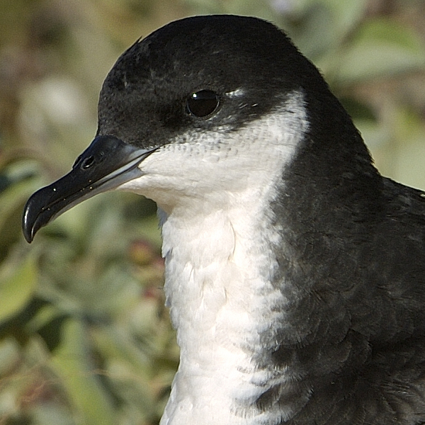 Newell's Shearwater, Jim Denny