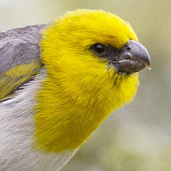 Palila, Jacob Drucker