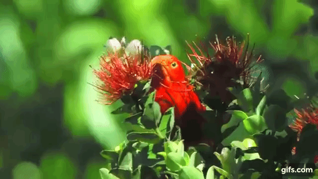 'I'iwi Gif