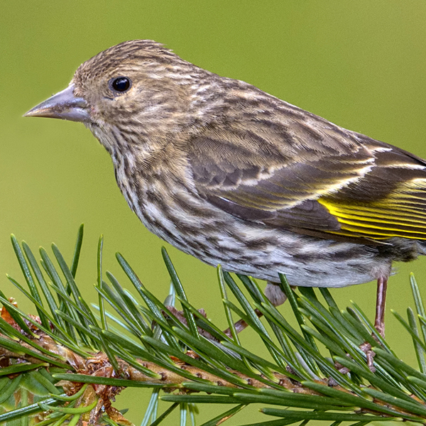 Hooded Warbler, Dan Behm