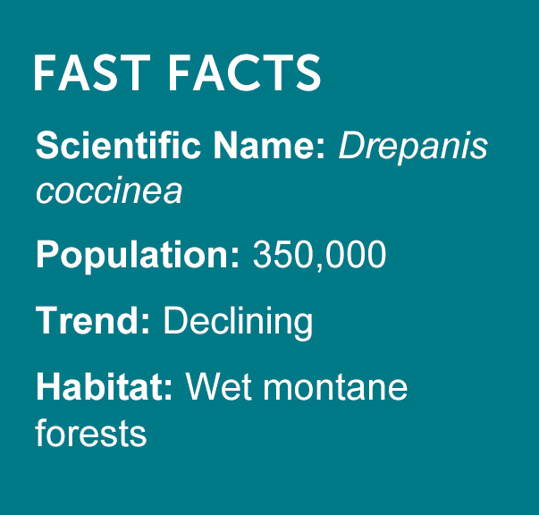 'I'iwi Fast Facts