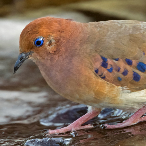 Blue-eyed Ground-Dove, Ciro Albano