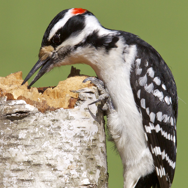 Hairy Woodpecker, Tom Reichner, Shutterstock