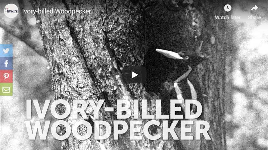 Ivory-billed Woodpecker Video Preview