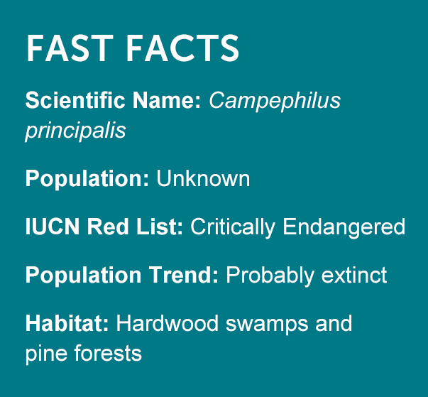 Ivory-billed Woodpecker Fast Facts