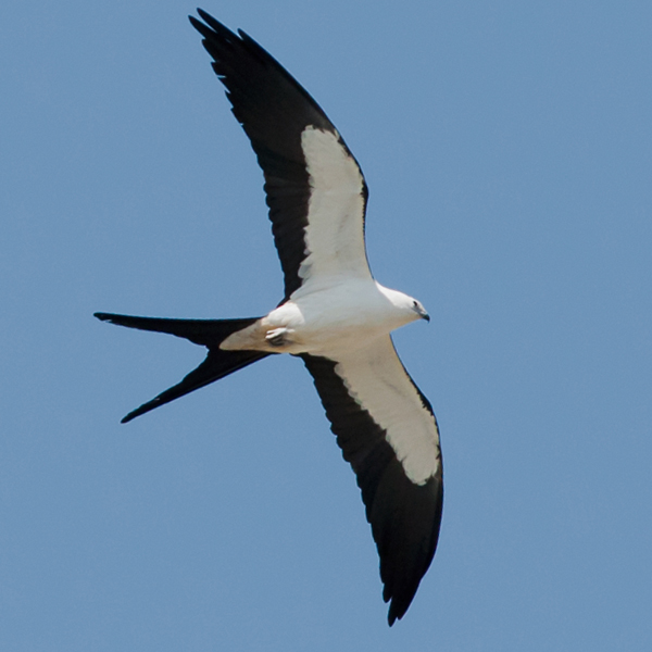 Swallow-tailed Kite, Frode Jacobsen