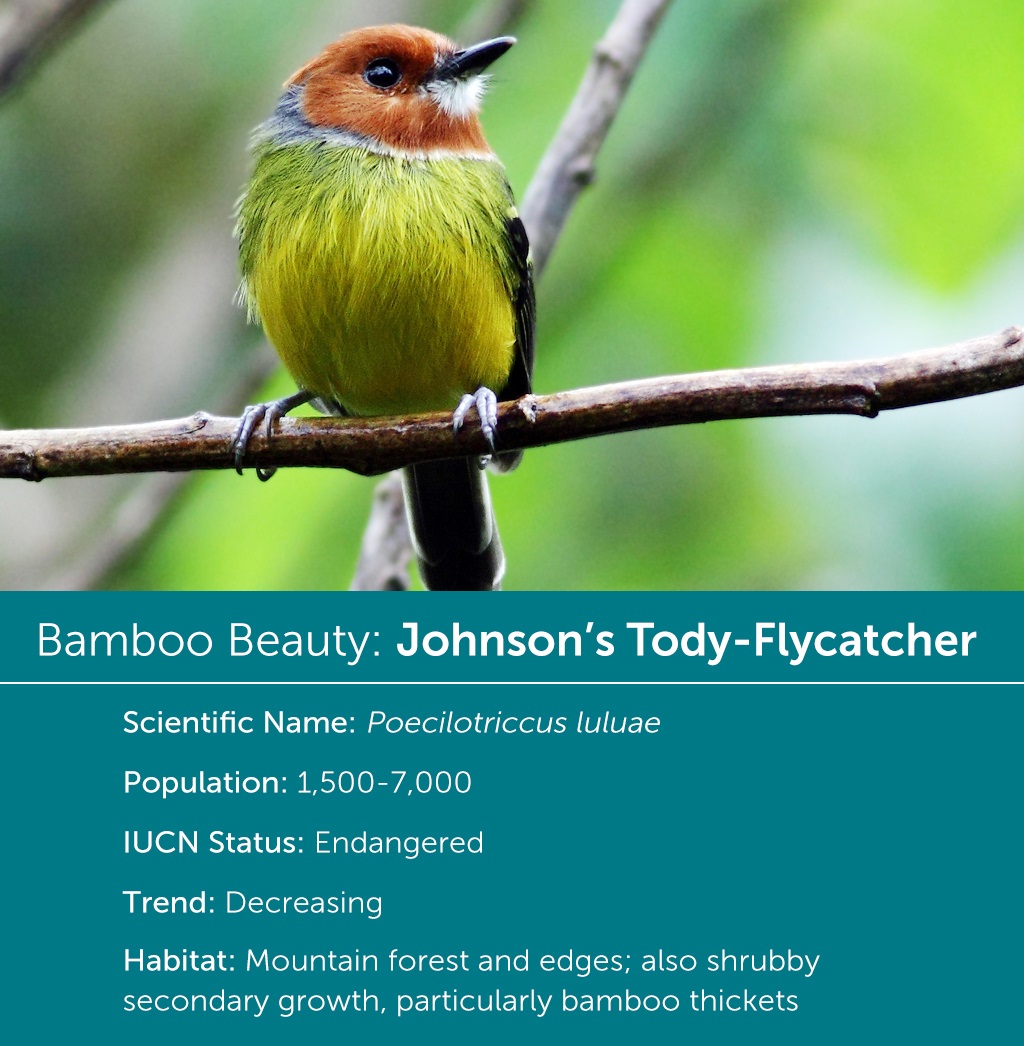 Johnson's Tody-Flycatcher, Jean Paul Perret