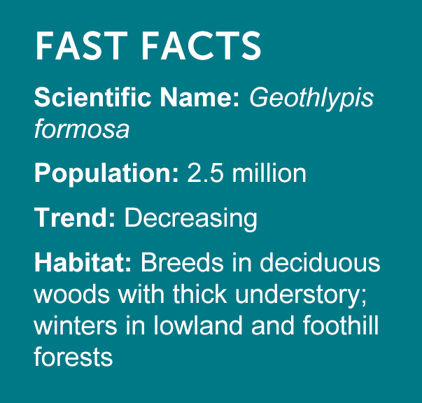 Kentucky Warbler Fast Facts