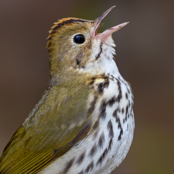 Ovenbird, FotoRequest, Shutterstock