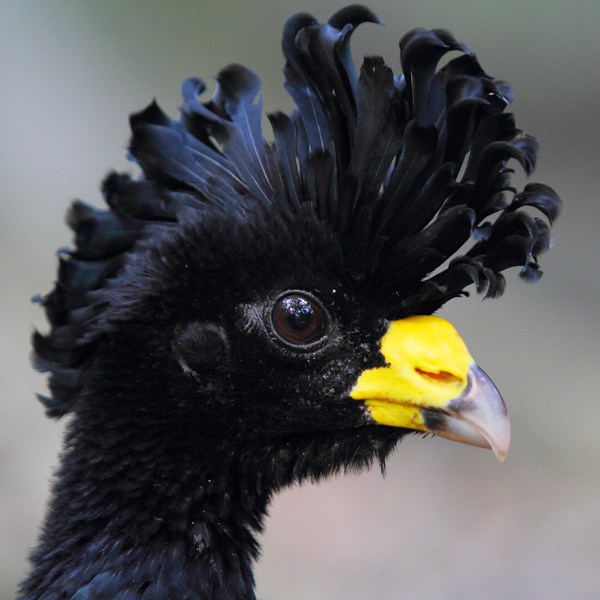 Great Curassow by Greg Homel/Natural Elements Productions