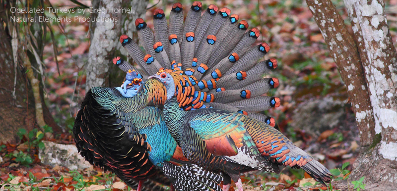 Ocellated Turkeys by Greg Homel/Natural Elements Productions