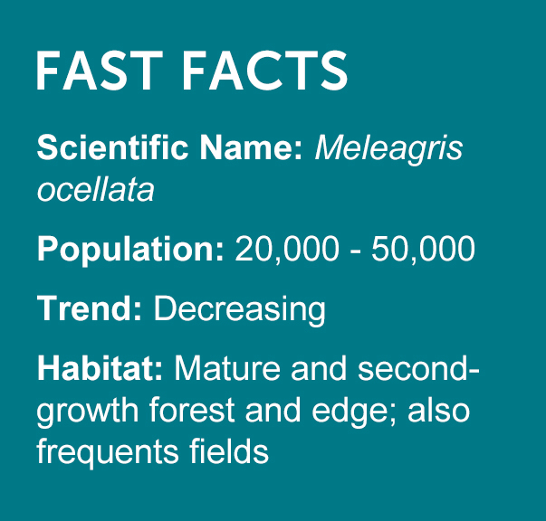 Ocellated Turkey Facts