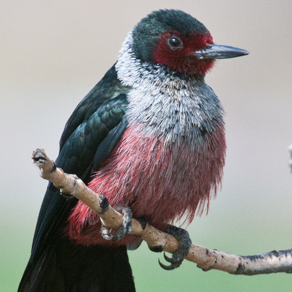 Lewis's Woodpecker by John D. White