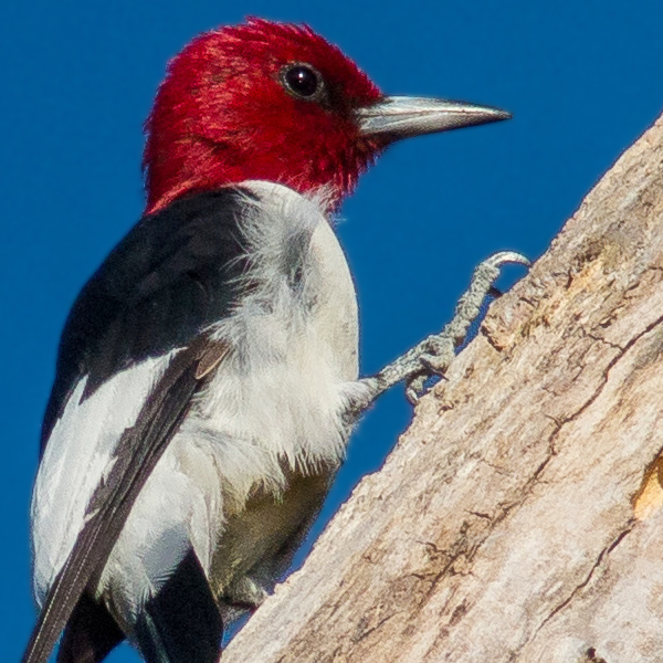 Red-headed Woodpecker by Karl Krueger