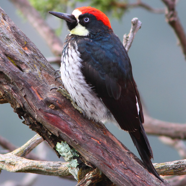 Acorn Woodpecker by Greg Homel, Natural Elements Production