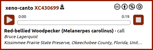 Red-bellied Woodpecker Audio Preview