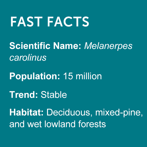 Red-bellied Woodpecker Facts
